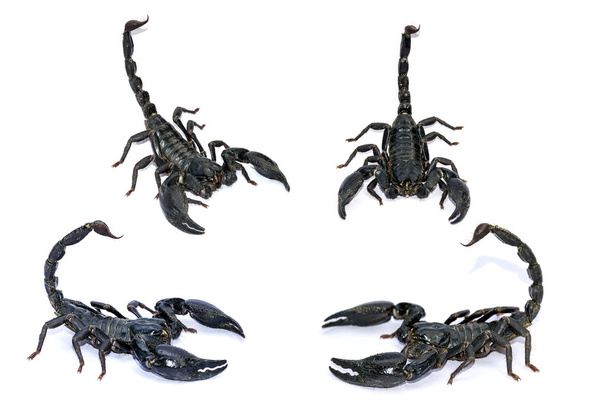 Scorpion noir isolé sur fond blanc. - Photo, image
