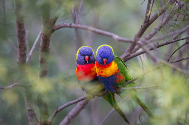Дві красиві птахи кохання Lorikeet сидять на гілці з м'яким фоном фокуса
 - Фото, зображення