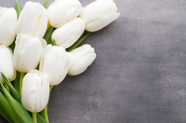 More white tulip on the grey background.  - Photo, Image
