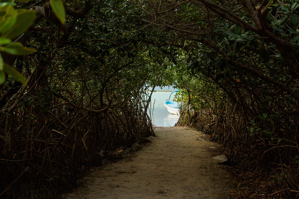Tunnel in jungle to the lake - Photo, Image