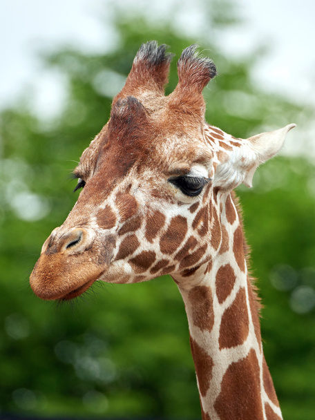 Reticulated giraffe (Giraffa camelopardalis reticulata) - Photo, Image
