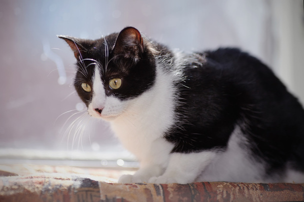 Güneş bir pencerede, siyah-beyaz kedi. - Fotoğraf, Görsel