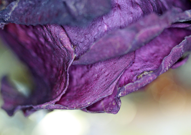 Закрыть сухую фиолетовую розу
 - Фото, изображение