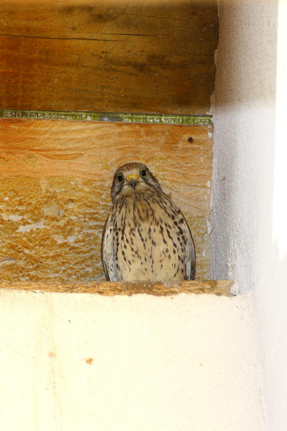 Kestrel comum no ninho
 - Foto, Imagem