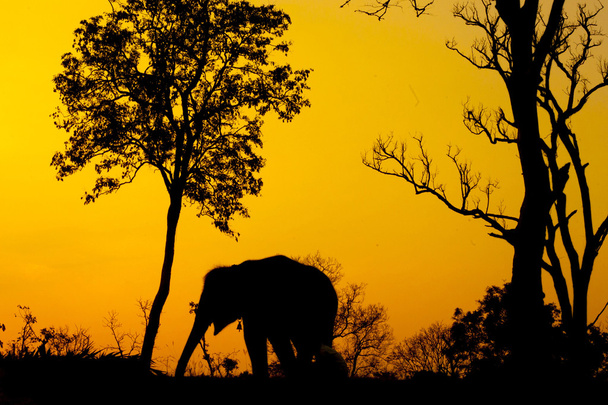 Silhouette eines afrikanischen Elefanten gegen orangefarbene Abenddämmerung mit Baum - Foto, Bild