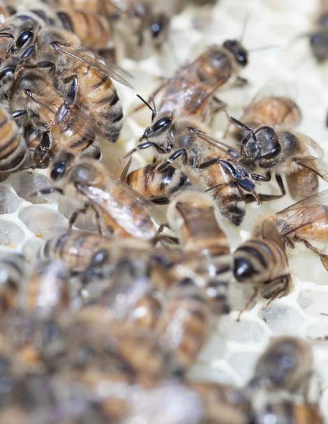 Új fehér beeswas méhsejt a mézelő méhek. - Fotó, kép