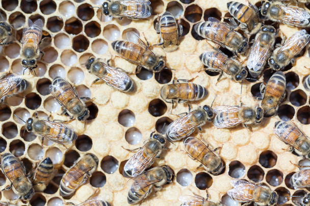 Nurse honey bees tend brood - Photo, Image