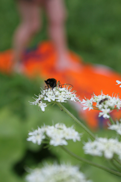 hmyz na květ - Fotografie, Obrázek