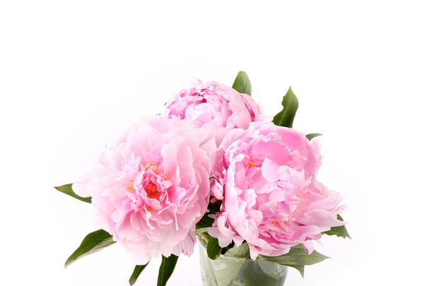 pink peony isolated on white background - 写真・画像