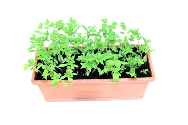 Jeunes plants semis de tomate en pot isolé
 - Photo, image