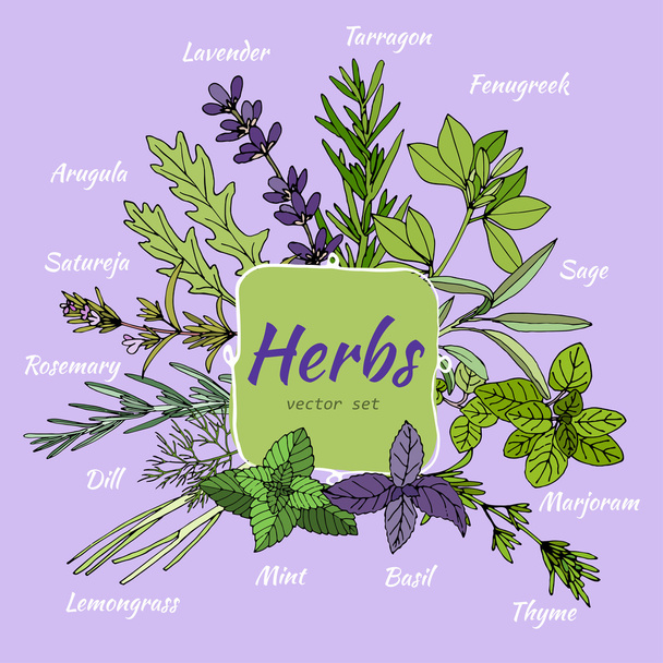 Set of herbs for food and cosmetic. - Vector, afbeelding