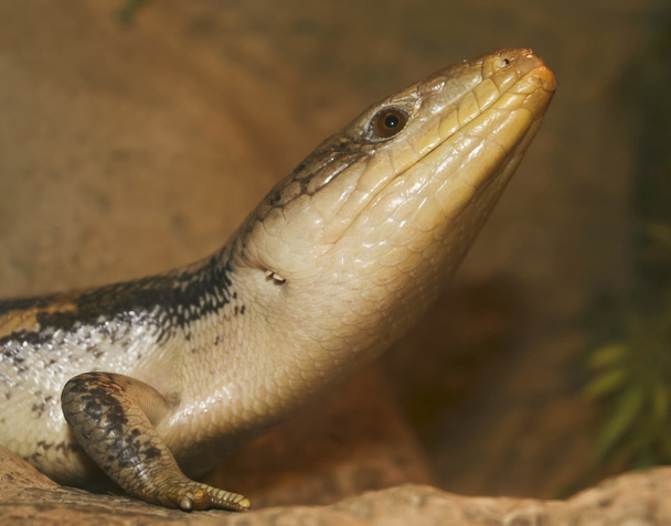 A Close Up of a Blue-tongued Skink - Photo, Image
