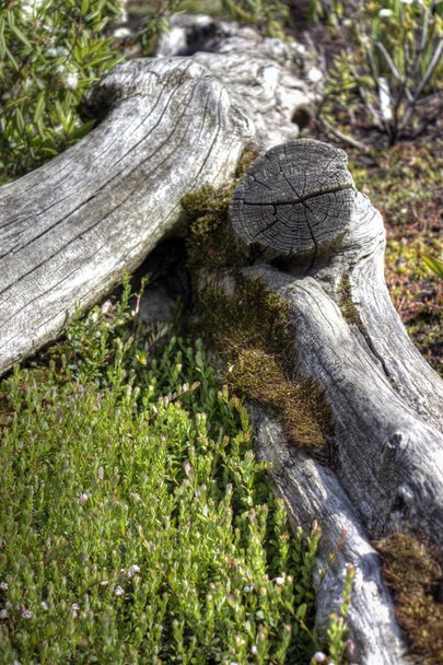Vista de la flora del pantano, tronco de árbol y vegetación, alto rango dinámico
 - Foto, imagen