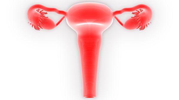 vrouwelijke voortplantingsstelsel - Foto, afbeelding