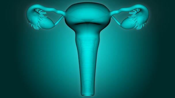 sistema reprodutor feminino - Foto, Imagem