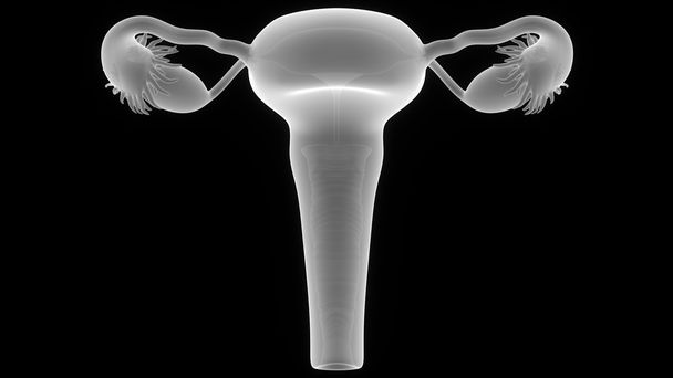 женская репродуктивная система - Фото, изображение