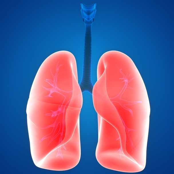 Menselijk lichaamsorganen (longen) - Foto, afbeelding