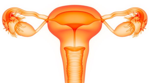 sistema reproductor femenino - Foto, Imagen