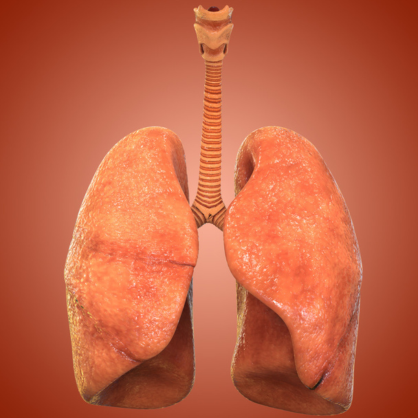 menschliche Körperorgane (Lungen)) - Foto, Bild
