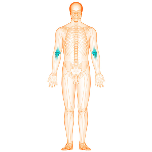 Emberi test csont ízületi fájdalmak - Fotó, kép