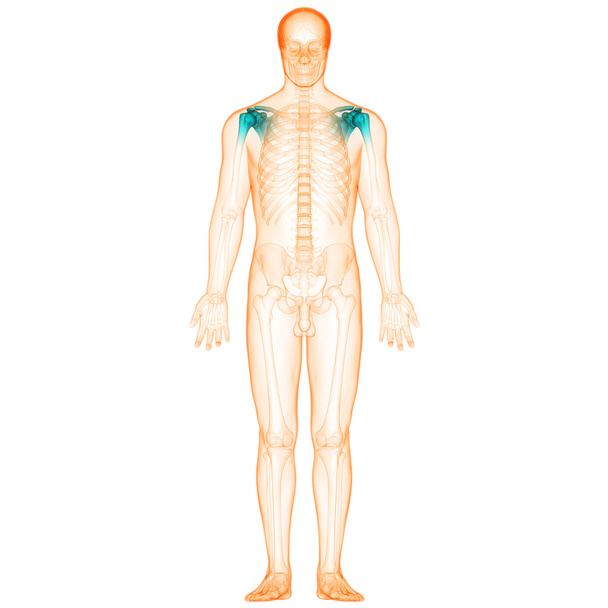 Ciało ludzkie kości, bóle stawów - Zdjęcie, obraz