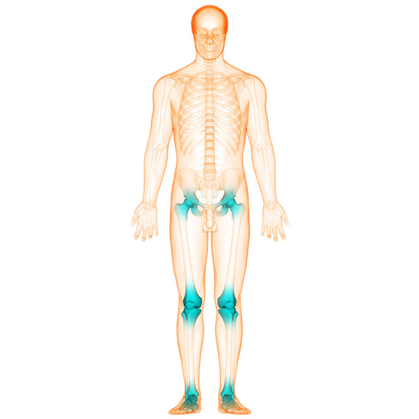 Людське тіло кістки суглобах - Фото, зображення