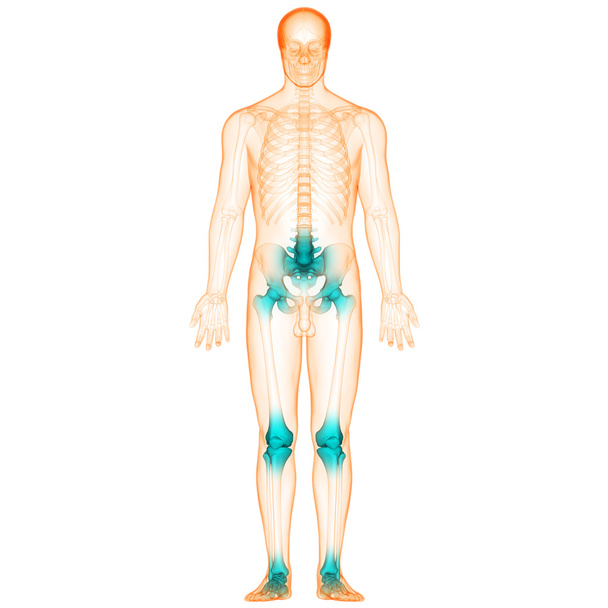 人間の体の骨の関節の痛み - 写真・画像