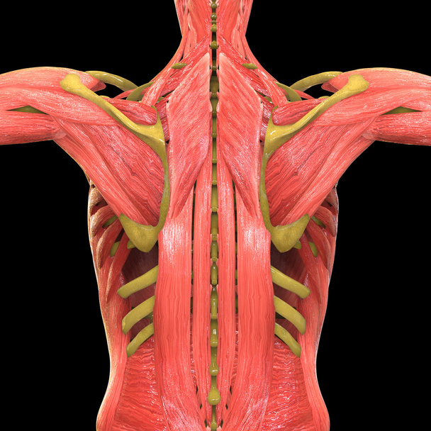 Anatomía del cuerpo muscular humano
 - Foto, Imagen