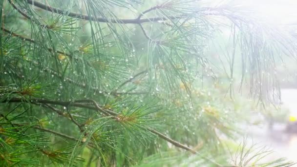 Thuja-Baum mit starkem Regen - Filmmaterial, Video