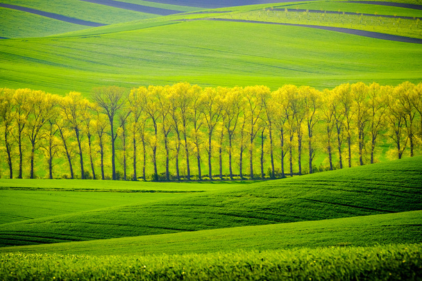 Zöld hullámos dombok, a Dél-Morvaország - Fotó, kép