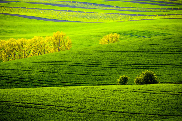 Groene golvende heuvels in Zuid-Moravië - Foto, afbeelding