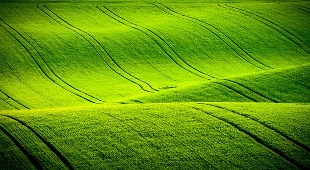 Vihreät aaltoilevat kukkulat Etelä-Moraviassa
 - Valokuva, kuva