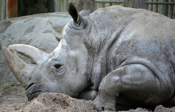Rinoceronte de cerca
 - Foto, imagen