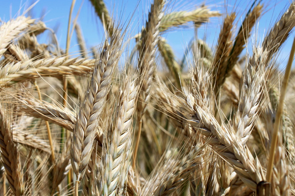 Grain field - Photo, Image