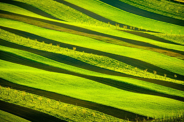 Зеленые волнистые холмы Южной Моравии
 - Фото, изображение