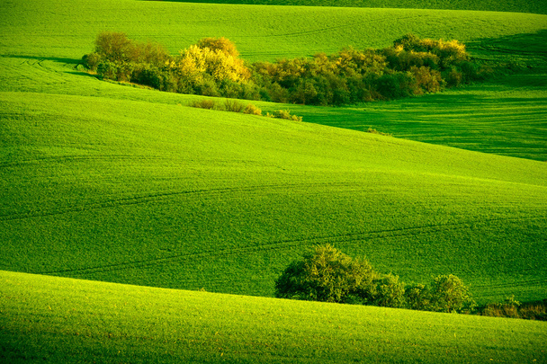 Zöld hullámos dombok, a Dél-Morvaország - Fotó, kép