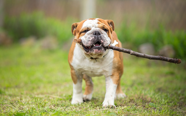 Játék csel-val stick - angol Bulldog - Fotó, kép