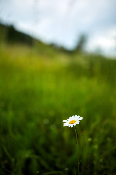 Mountain daisy flower with copyspace - Foto, immagini