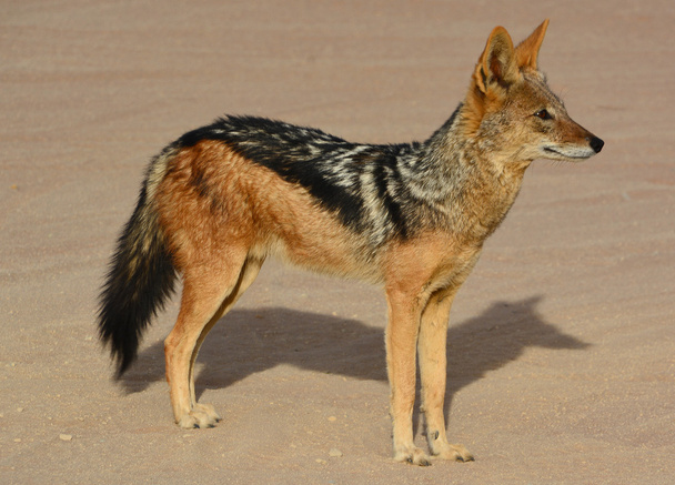 Чорноспинний шакал (Canis mesomelas) - це родом з двох регіонів Африки, розділений приблизно 900 км є дуже древнім видом, і мало змінився з часів плейстоцену. - Фото, зображення