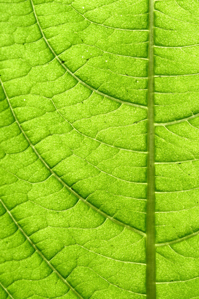 Green leaf vein - Foto, afbeelding