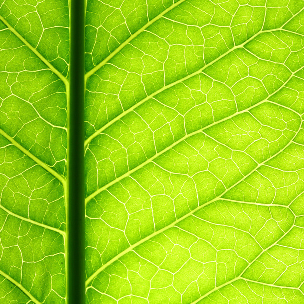 Green leaf vein - Foto, immagini