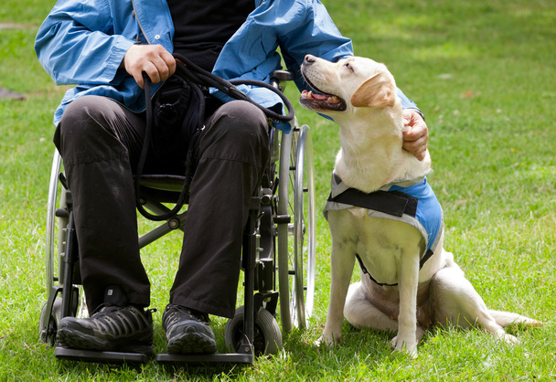 Labrador Blindenhund und sein behinderter Besitzer - Foto, Bild