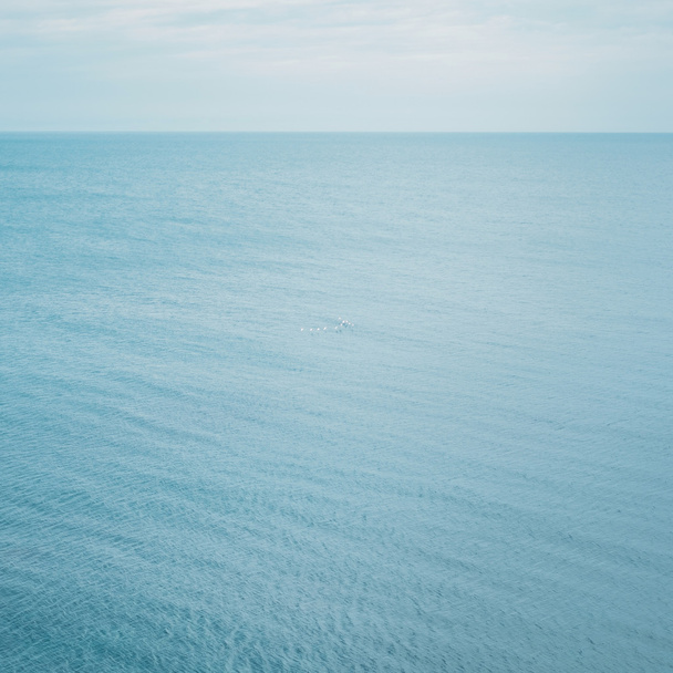 Meeuwen en de Oceaan - Foto, afbeelding