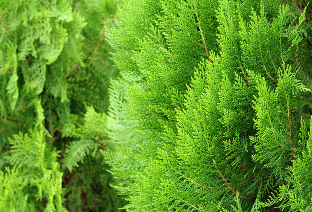 Pine bladeren van aard, pine textuur achtergrond - Foto, afbeelding