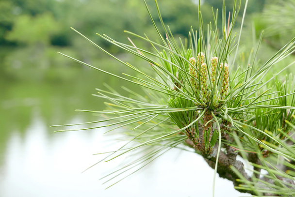 Пінус тунберзьке соснове дерево і садовий ставок
 - Фото, зображення