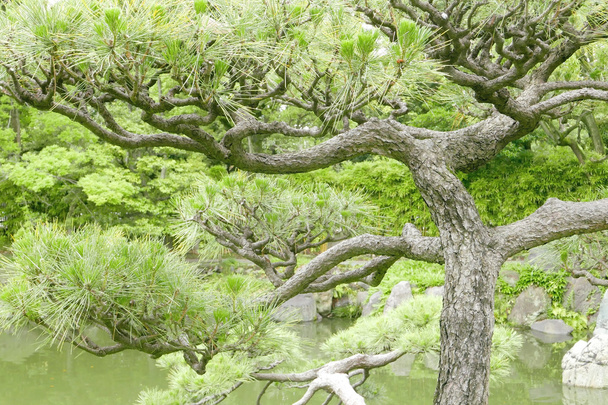 Japanese Pinus thunbergii pine tree - Fotó, kép