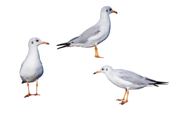Ізольовані коричневоокі чайки на білому
 - Фото, зображення