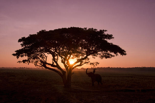美しい自然: 早朝にシルエットの大きな木 - 写真・画像