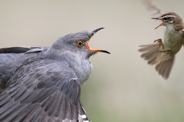Cuckoo masculino adulto selvagem (Cuculus canorus) sendo mobbed por um Warbler da borda (Acrocephalus schoenobaenus). Imagem tirada na Escócia, Reino Unido
. - Foto, Imagem