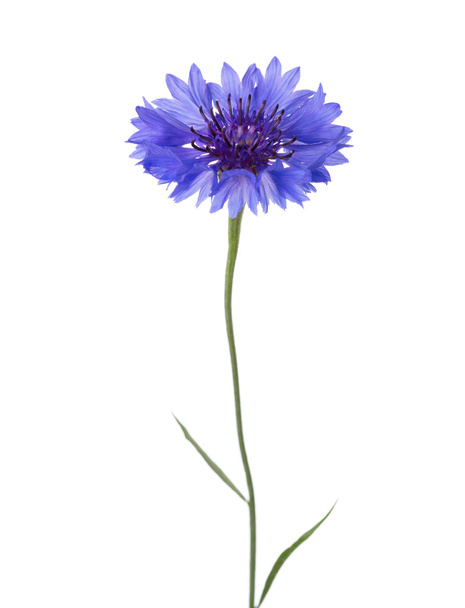 Μπλε λουλούδι (καλαμποκάλευρο) απομονωμένα σε λευκό φόντο.  - Φωτογραφία, εικόνα
